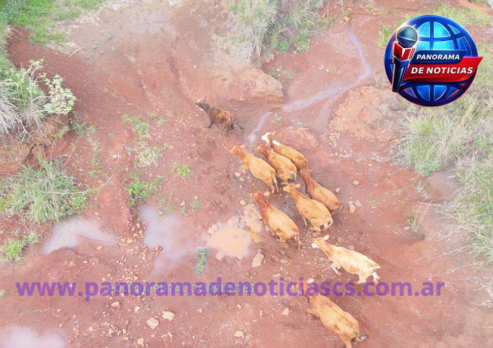 Imagen adicional